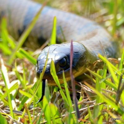 False Water Cobra
